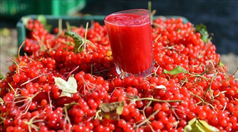 'Gilaburu'nun faydaları bilimsel olarak kanıtlandı