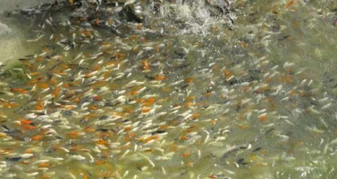 Serada, domates yetiştirir gibi balık yetiştiriyor!