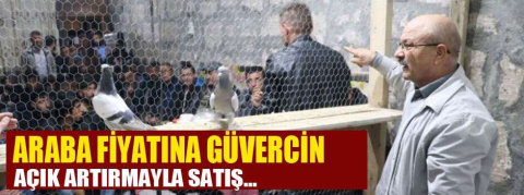  Araba fiyatına güvercin 