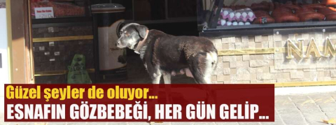 Anne köpek esnafın gözbebeği! Her gün fırına uğrayıp...