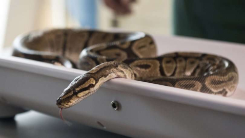 Tuvalette dehşet! 3 metrelik pitona evinde yakalandı