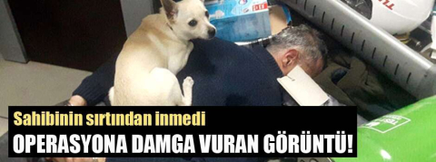 Köpeği, kıskıvrak yakalanan torbacının üzerine oturup bekledi!