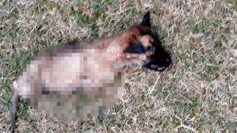 Yavru köpeği 4 ayağını keserek öldürdüler!