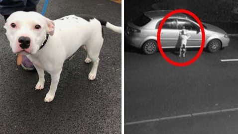 Köpeğin terk edilme anları yürek burktu