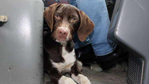 Dolmuşta yolcuları şaşkına çeviren davetsiz misafir