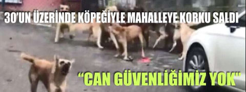30'un üzerinde köpeğiyle mahalleye korku saldı!"Can güvenliğimiz yok"