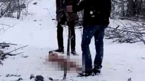 Aç kurtlar Kangal köpeğini böyle parçaladı