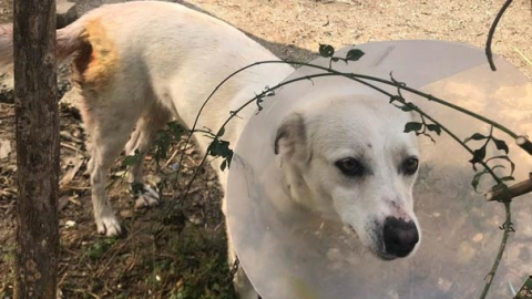 Sokak ortasında vahşet! Korumaya aldılar