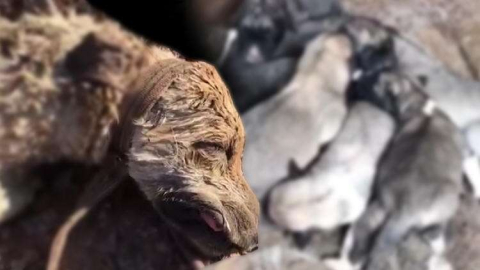 Vicdansızlık! 8 yavrusu olan köpeğe bunu yaptılar