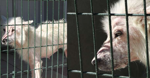 Hastalıktan ölmek üzere olan köpeğin inanılmaz değişimi