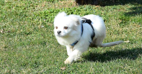 Ön ayakları üzerinde 'Cesur'ca yaşama tutundu