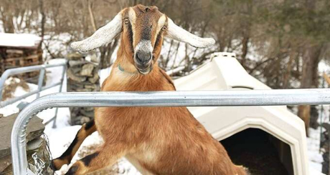 Keçiyi belediye başkanı seçtiler! Rakibine 13 oy fark attı