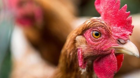 Tavuklar kümese giren tilkiyi 'birlik olup öldürdü'!