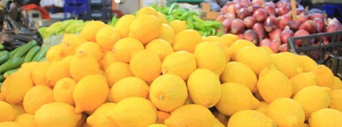 Zam şampiyonu limon