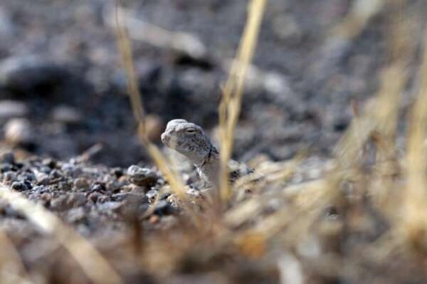 Her yere yayıldılar! O ilimizde bulundu...