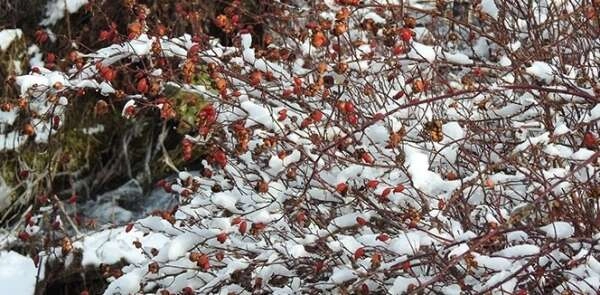 Munzur'da kış güzelliği