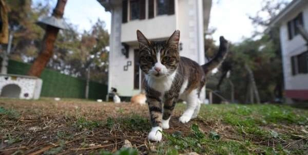 Villaların sahibi kediler