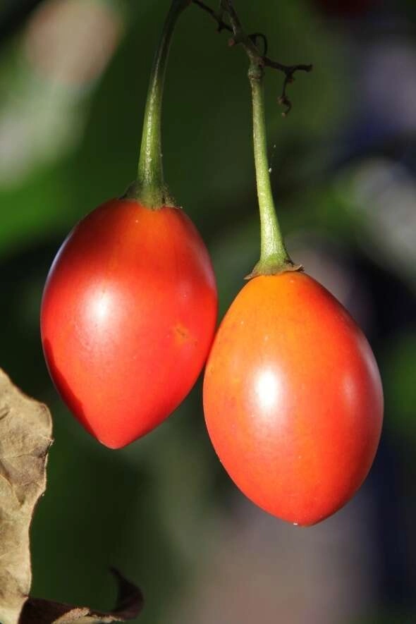 Almanya'da gördü Rize'ye getirdi! Şimdi sipariş yağıyor