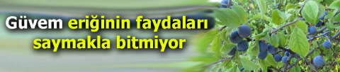 Güvem eriğinin faydaları saymakla bitmiyor