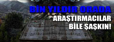 Araştırmacılar bile şaşkın!