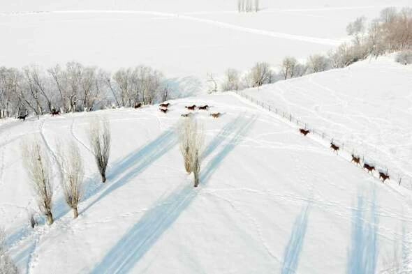 Türkiye'nin yarış atları kar üzerinde yetiştiriliyor