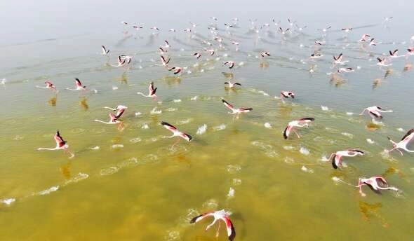 Flamingoların görsel şöleni