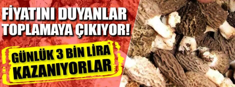 Fiyatını duyanlar toplamaya çıkıyor! Günlük 3 bin lira kazanıyorlar