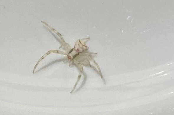 İnsan yüzlü örümcek görenleri şaşkına çevirdi