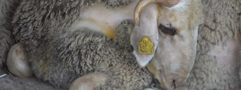 Trakya'da şap hastalığı görülmüyor