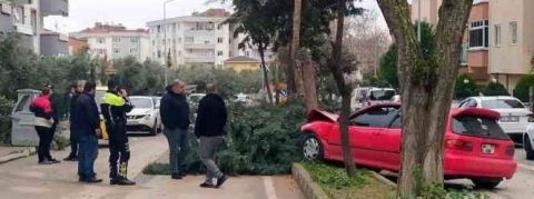 Alkollü sürücü ağacı devirerek durabildi
