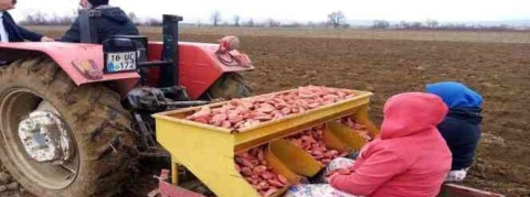 Bursa'da ‘sarı altın' ekimi başladı