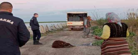 Tarsus'ta 25 koyun telef oldu