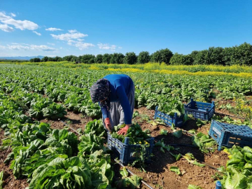 Ramazan'da salatanın vazgeçilmezi marulda hasat: Tarlada 4 TL