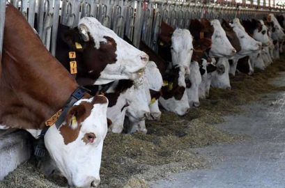 Et ithalatına devam