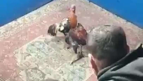 Baskında ortaya çıktı! Hayvanları koruma derneğinde horoz dövüştürdüler