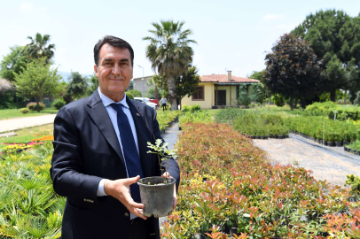 Tarihi İnkaya Çınarı geleceğe taşınıyor