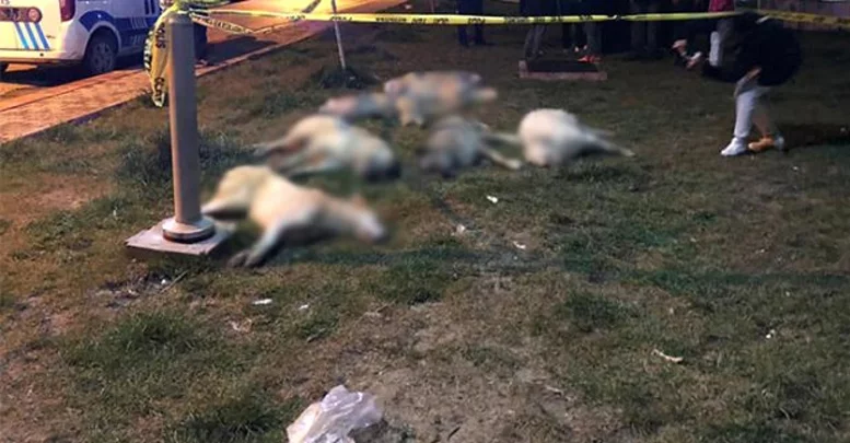 Ankara'da 13 köpeğin zehirlenmesi olayı ile ilgili 3 kişi gözaltına alındı