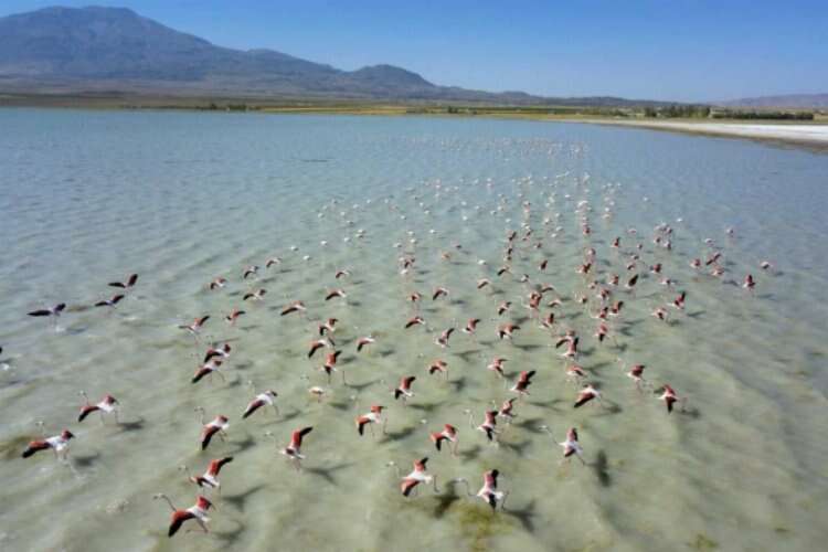 Arin Gölü'nü renklendiren Flamingolar havadan görüntülendi