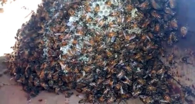 Bakın arılar nereden çıktı