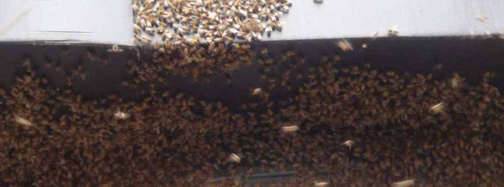 Caddeyi arılar bastı 