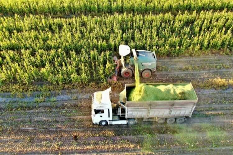 Elazığ'da 4 bin dönümlük alanda silajlık mısır hasadı başladı