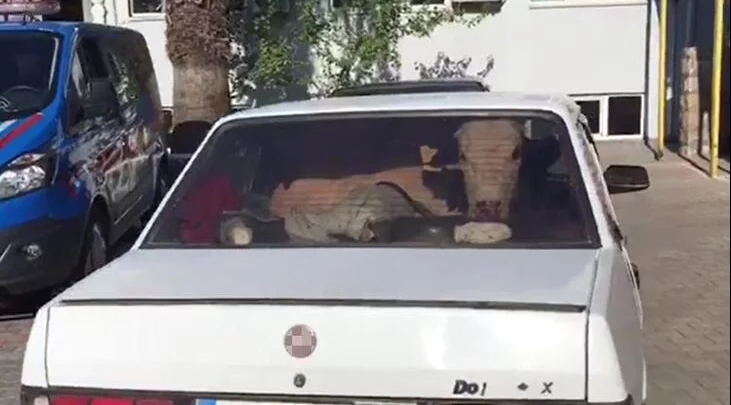 Kaçan otomobillerden 2 inek çıktı!