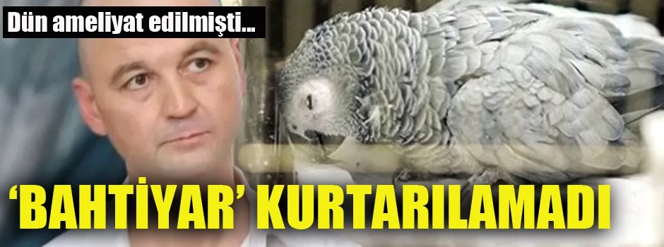 Murat Özdemir'in işkence ettiği papağandan kötü haber