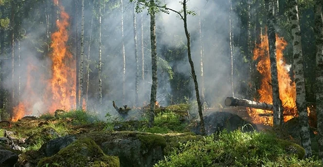 Sibirya'da 3 milyon hektar orman kül oldu